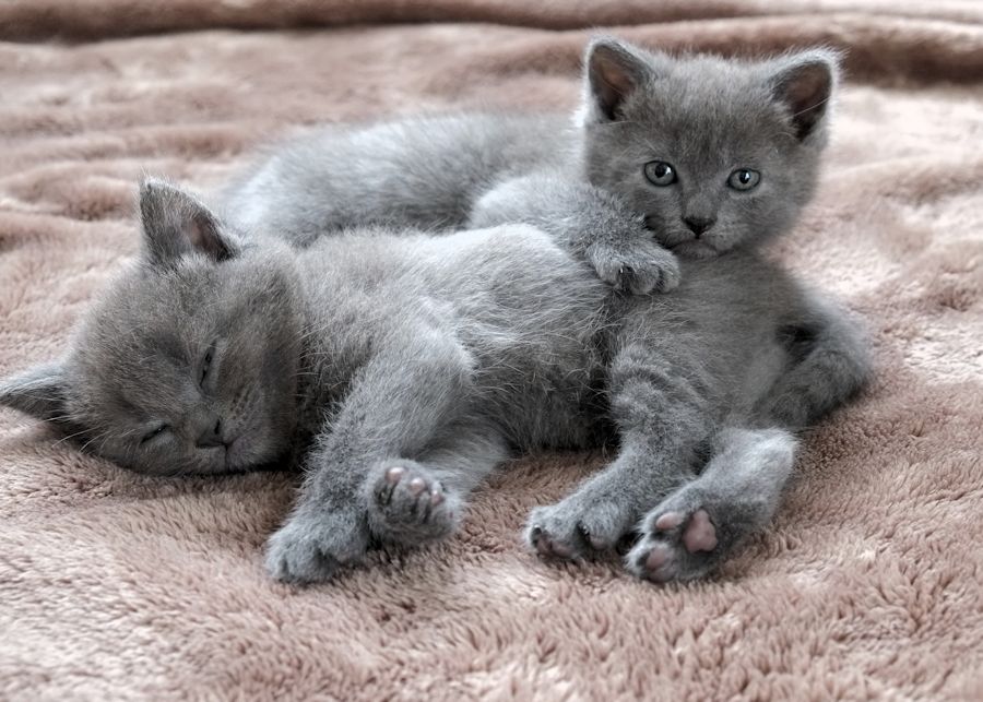 Chartreux deals kitten price